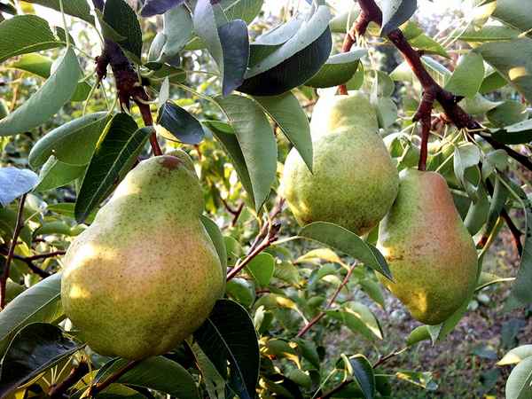 Особенности посадки груши сорта Нежность и ухода за ней