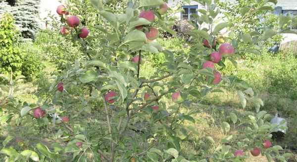 Особенности выращивание и ухода за яблоней сорта Женева