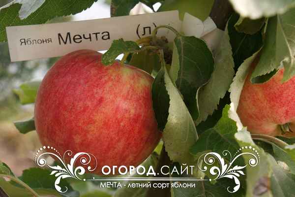 Сорт яблони Мечта: ботаническое описание и хаpaктеристика сорта