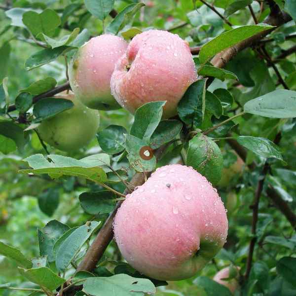 Сорт яблок Розовый налив: ботаническое описание и хаpaктеристика, агротехника выращивания