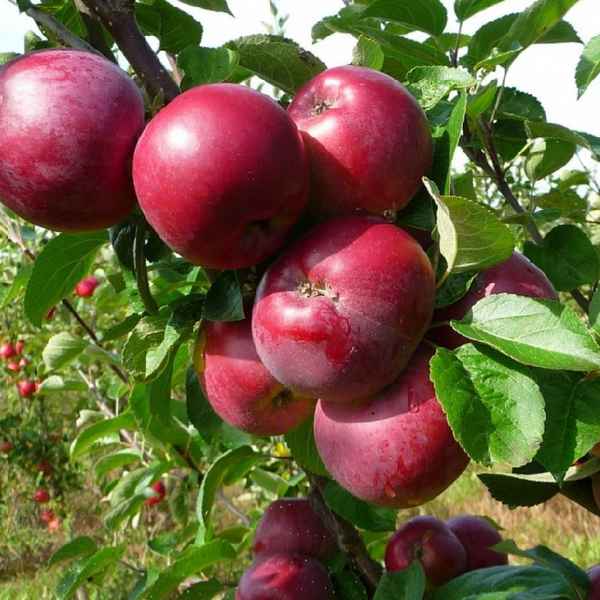 Особенности посадки и ухода за яблоней сорта Спартак