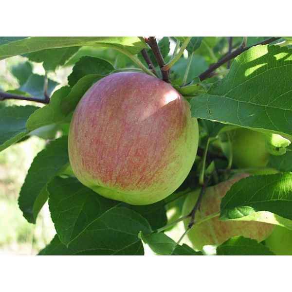 Особенности посадки и ухода за яблоней сорта Орловское полосатое