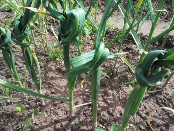 Зачем завязывать листья чеснока в узел