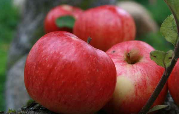 Хаpaктеристика и агротехника выращивания яблони сорта Штрифель