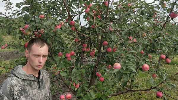 Описание и агротехника выращивания яблони сорта Джеромини