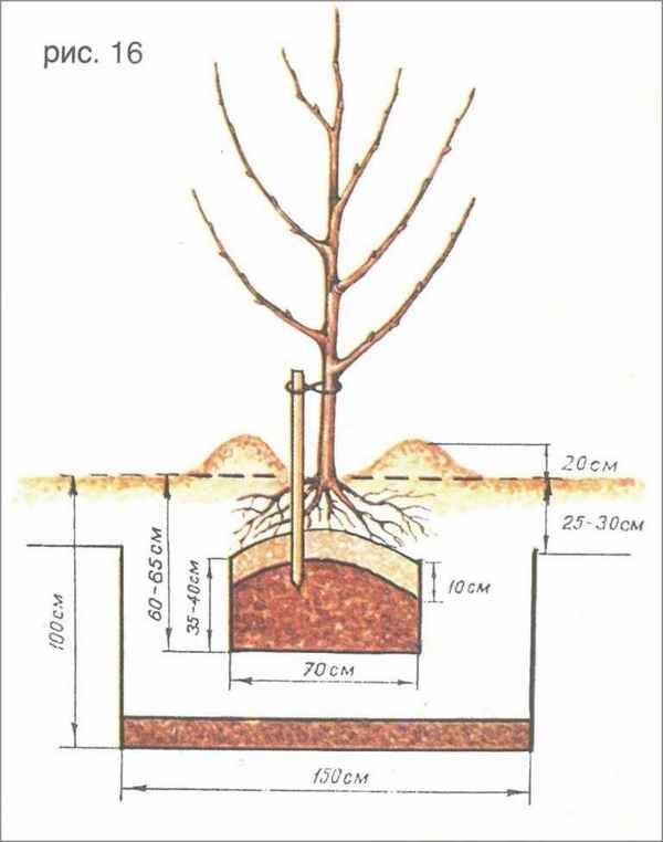 Особенности посадки яблони сорта Россиянка и ухода за ней