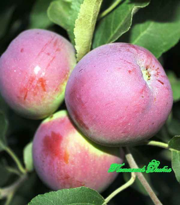 Ботаническое описание и агротехника выращивание яблони сорта ВЭМ-Розовый