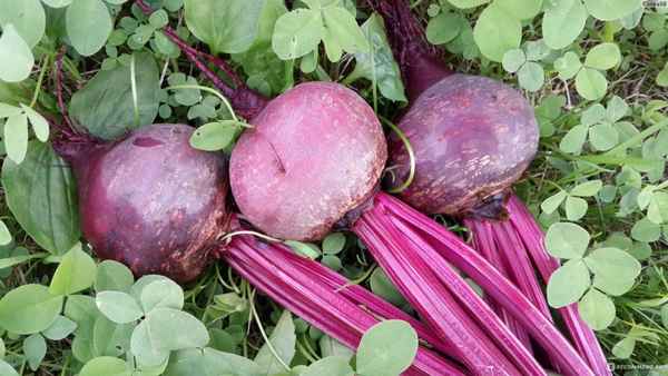 6 лучших сортов свёклы для открытого грунта