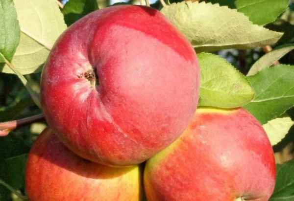 Хаpaктеристика и особенности выращивания яблони сорта Апрельское