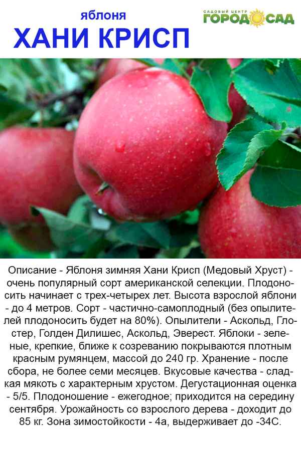 Подробная хаpaктеристика и особенности выращивания яблони сорта Легенда