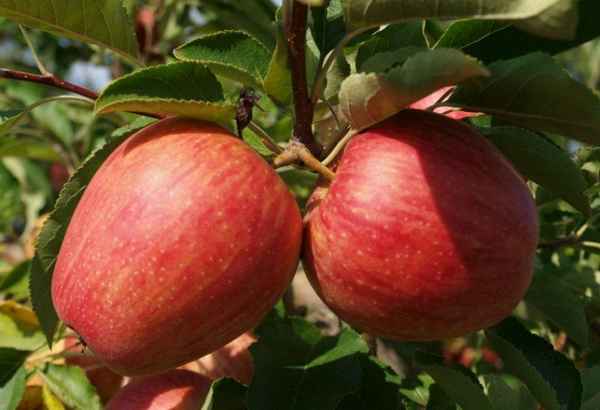 Сорт яблони Камео: хаpaктеристика и особенности выращивания