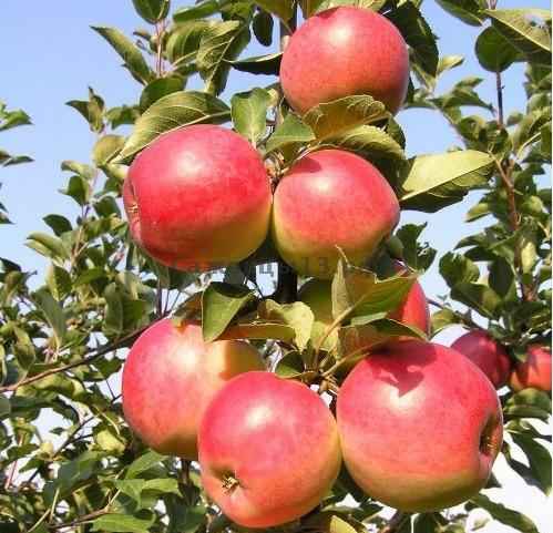 Особенности посадки и ухода за сортом яблони Сябрына