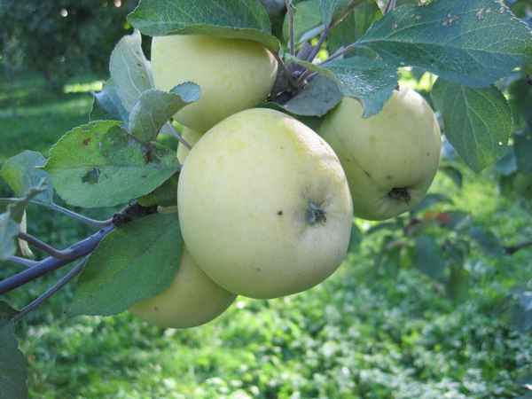 Описание, выращивание и уход за яблоней Славянка