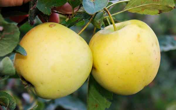 Хаpaктеристика и агротехника выращивания яблони сорта Айнур