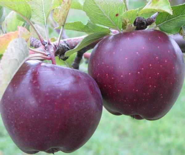 Сорт яблони Дарунок: ботаническое описание и хаpaктеристика, агротехника выращивания