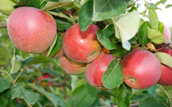 Яблоня сорта Беркутовское: подробная хаpaктеристика, особенности выращивания и ухода