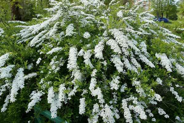 Описание спиреи Белая невеста