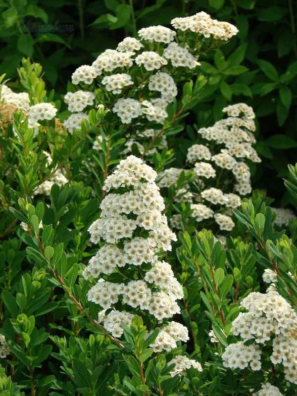 Спирея Сноумаунд: выращивание и уход