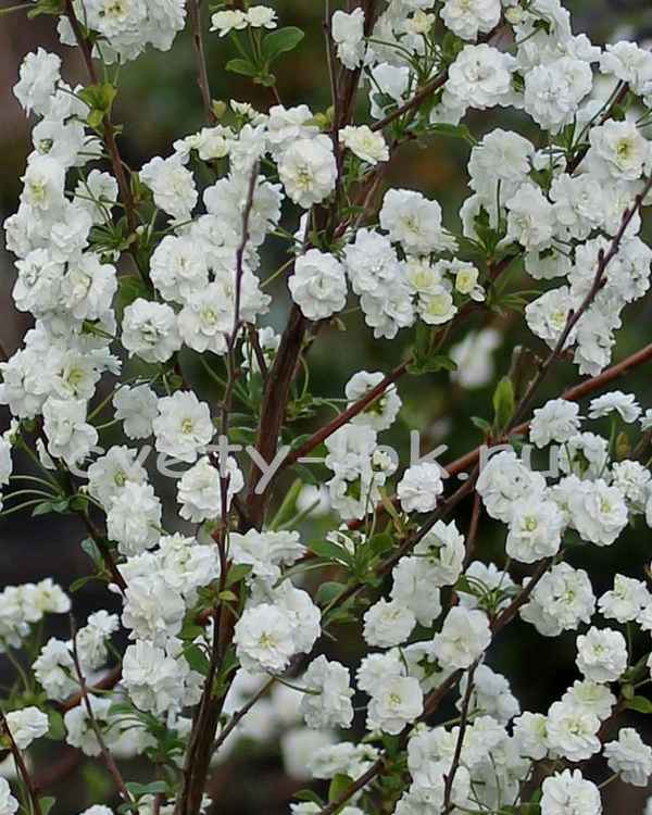 Особенности сливолистной махровой спиреи