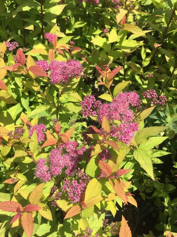 Спирея Файерлайт: описание растения