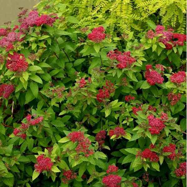 Описания и фото японской спиреи Дабл Плэй