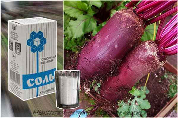 Зачем и как правильно поливать свёклу солью