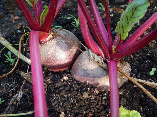 Почему свёкла не растёт или растёт плохо и как устранить причины проблемы