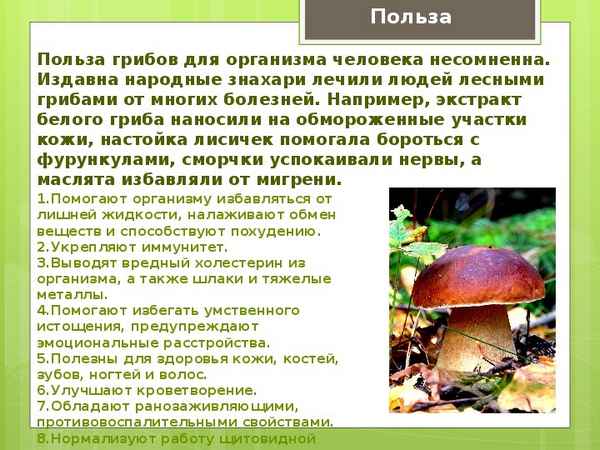 Описание гриба подорешника, польза и возможный вред, как приготовить