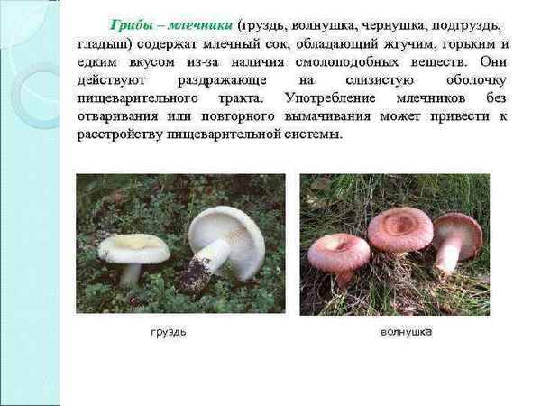 Описание и особенности применения гриба гладыш