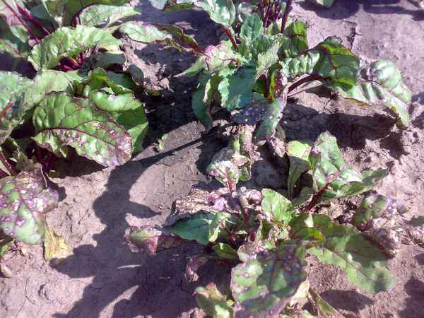 Болезни свёклы в открытом грунте и борьба с ними