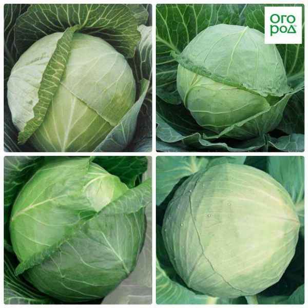 Как выбрать лучший сорт капусты для хранения на зиму