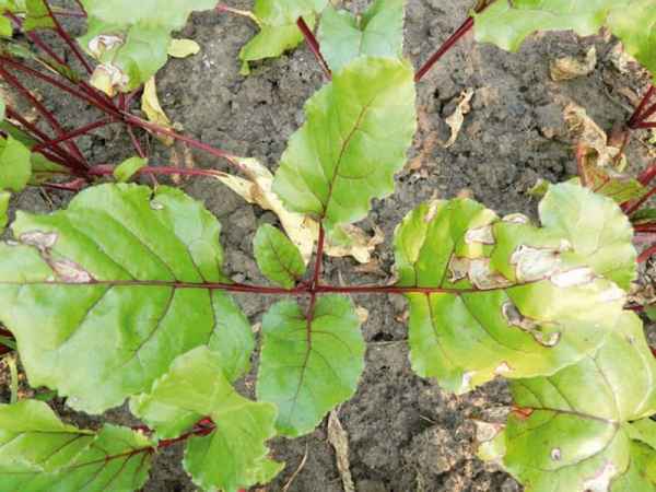 Почему у свеклы желтеют листья, и она не растёт?