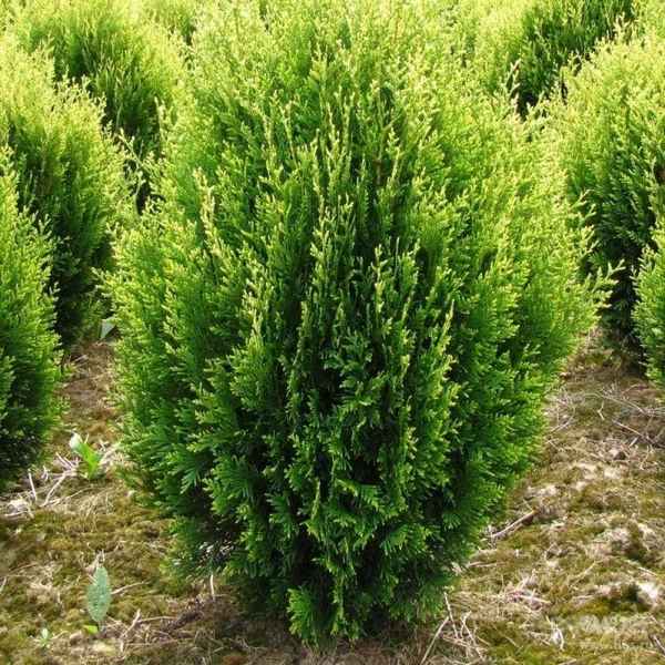 Туя складчатая