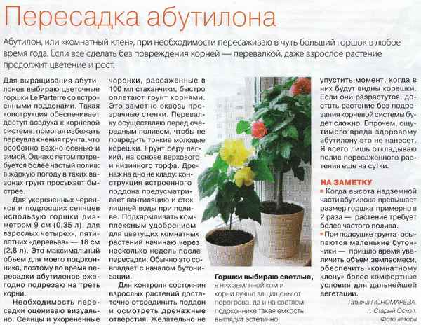 Абутилон: описание растения, особенности выращивания и ухода в домашних условиях