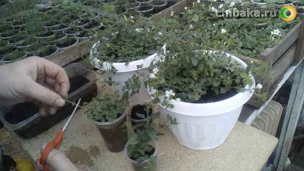 Как правильно сажать и выращивать бакопу из семян в домашних условиях?