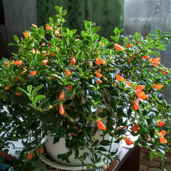 Нематантус: уход в домашних условиях