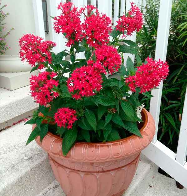 Цветок пентас: как ухаживать в домашних условиях