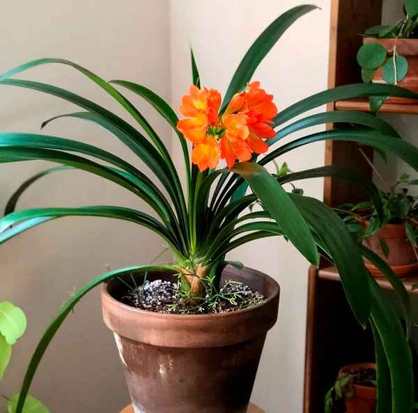 Как ухаживать за кливией в домашних условиях