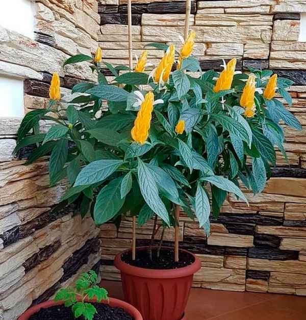 Как ухаживать за пахистахисом в домашних условиях