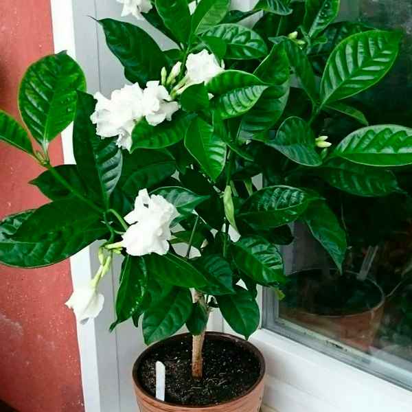 Цветок табернемонтана: уход в домашних условиях