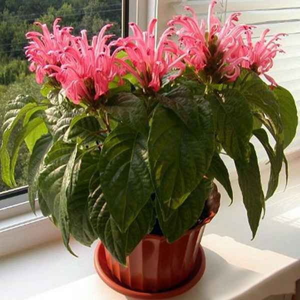 Как ухаживать за якобинией в домашних условиях