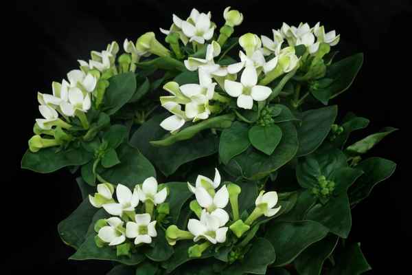 Бувардия: описание растения, выращивание и уход в домашних условиях