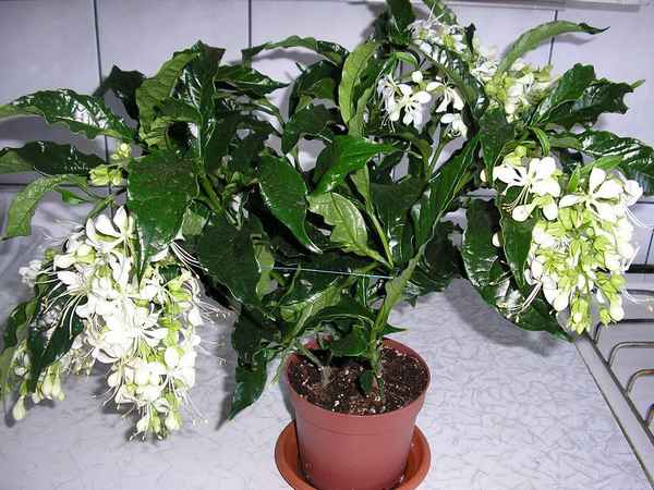 Клеродендрум Уоллича: уход в домашних условиях