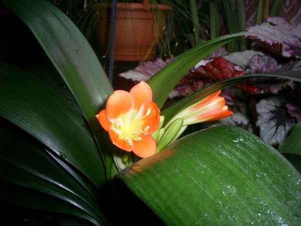 Почему не цветёт кливия и как заставить её цвести?