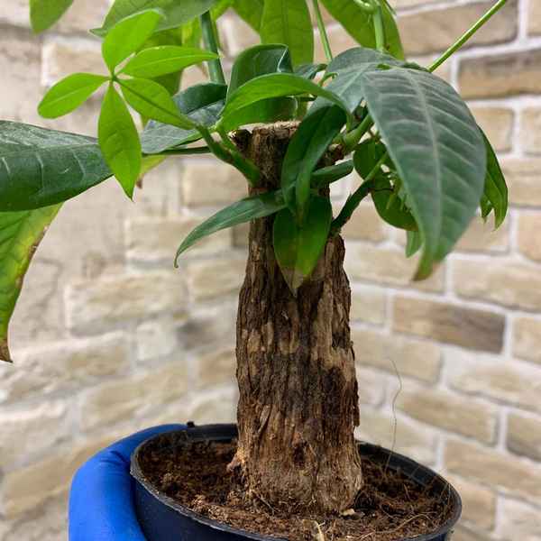 Как ухаживать за пахирой в домашних условиях