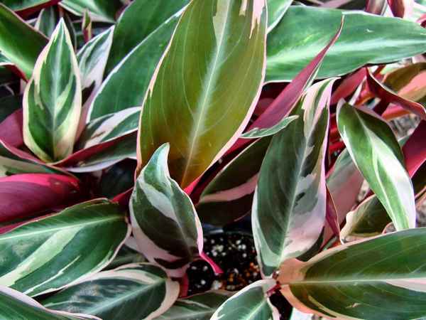 Виды строманты и особенности ухода за ними