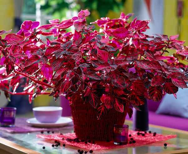 Ирезине: уход и выращивание в домашних условиях