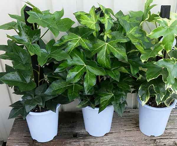 Цветок фатсхедера: уход в домашних условиях