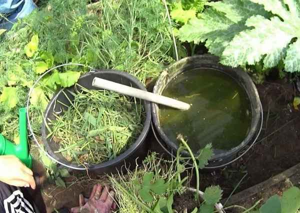 Здоровый огород: растительные настойки для подкормки и защиты огорода