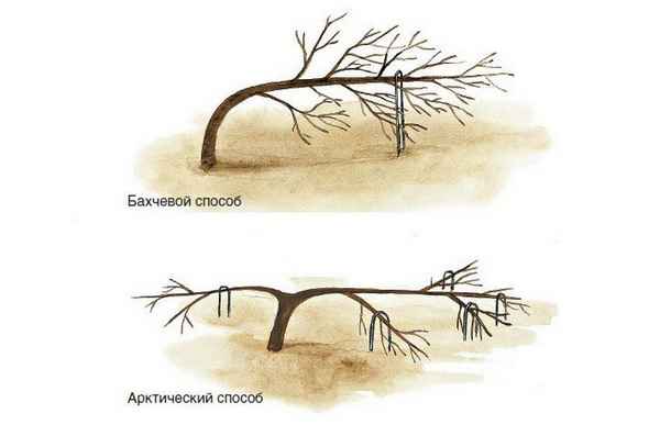 Так яблоню вы ещё не обрезали: арктическая и бахчевая обрезка